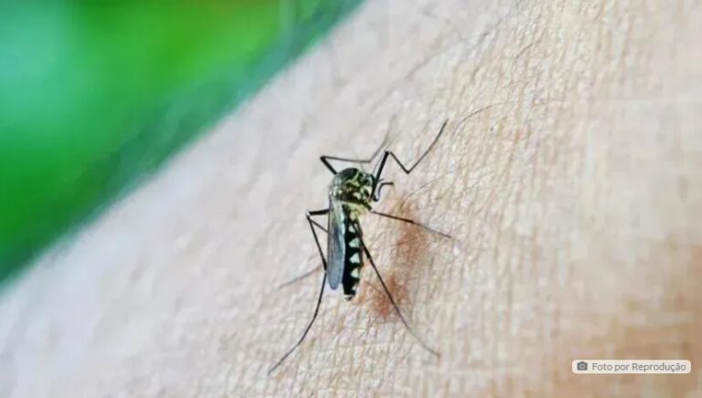 Saúde confirma 431 novos casos de dengue no Paraná;