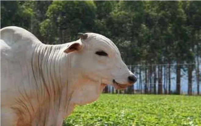 Propriedade rural de Faxinal é invadida e suspeito mata boi no local