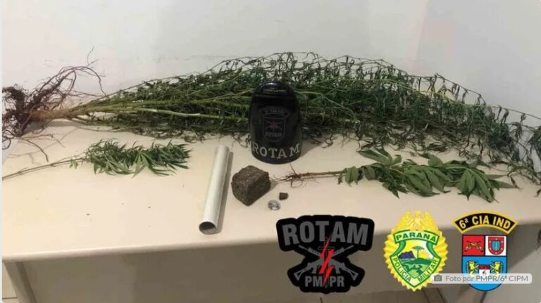 PM apreende drogas e pés de maconha em casa de jovem em Godoy Moreira