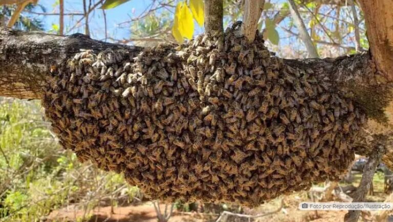 Apicultor morre em Jardim Alegre após ataque de abelhas