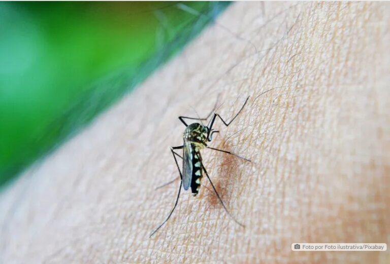 Saúde divulga último boletim da dengue do ano com 907 novos casos