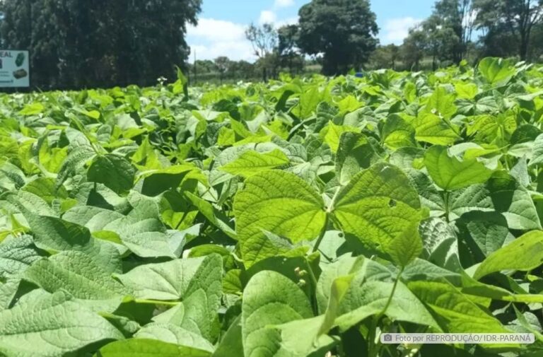 IDR-Paraná levará cultivares de feijão e soja para o Show Rural 2024