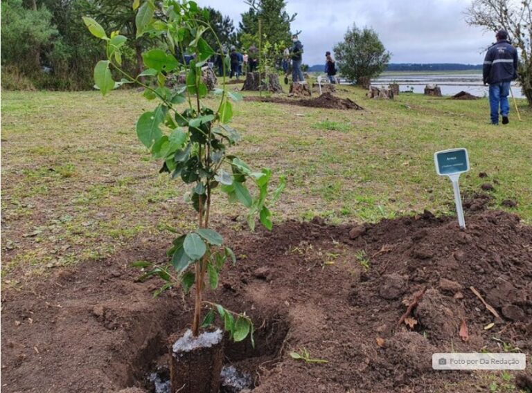 Paraná alcançará 10 milhões de mudas plantadas em 2024