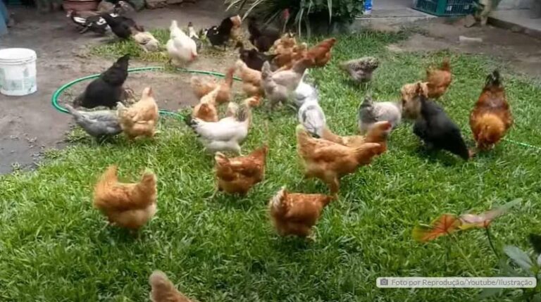 Ladrão invade quintal de casa em Jardim Alegre para furtar galinhas