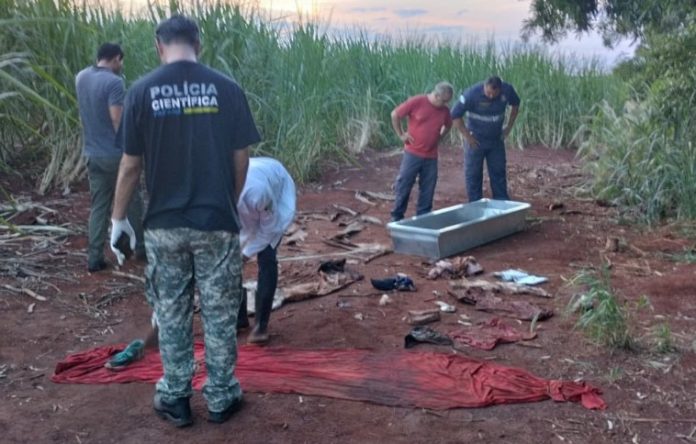 Polícia Científica aponta que ossada encontrada em canavial não é humana