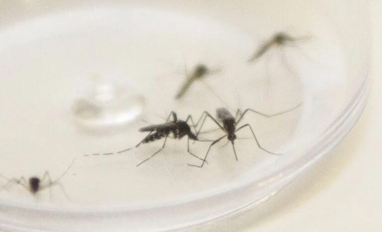 Dengue: 16ª RS confirma que investiga novos óbitos em Apucarana, Arapongas e Jandaia do Sul