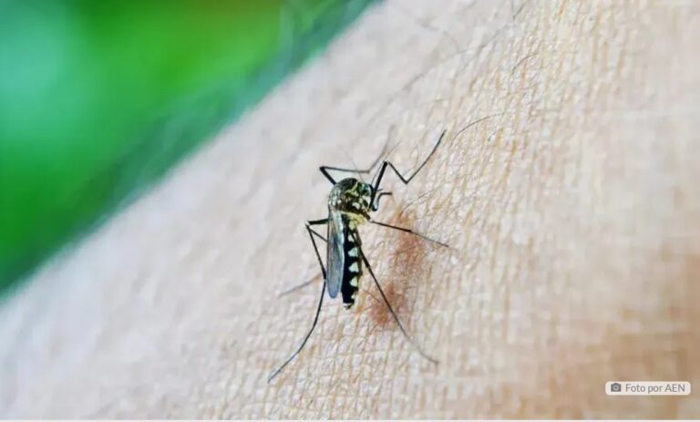 Apucarana tem mais 2 mortes por dengue confirmadas; são agora 4 óbitos