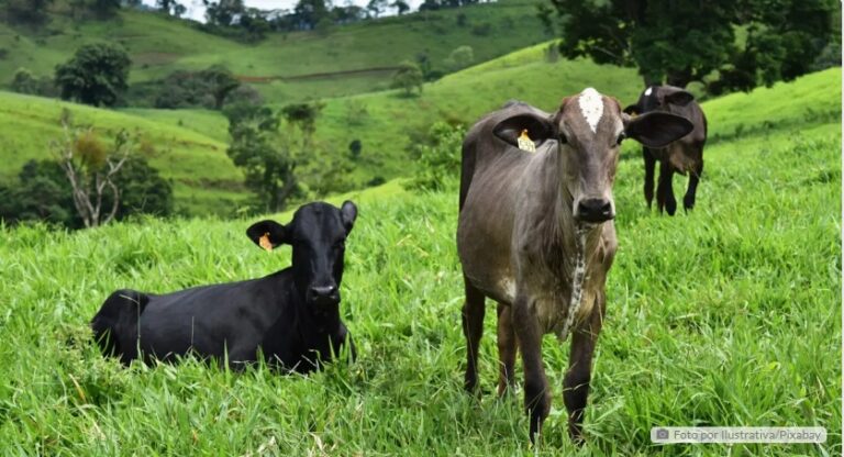 Criminosos furtam 16 cabeças de gado de sítio em Marilândia do Sul