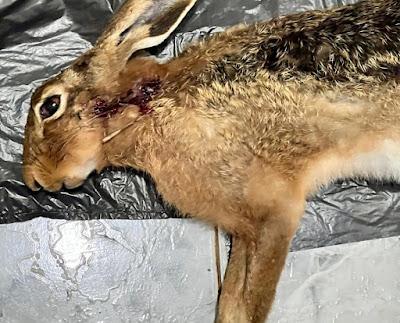 Homem é preso e multado em R$ 3 mil por matar lebre em Borrazópolis