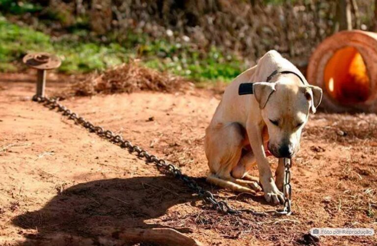 Cachorro acorrentado na chuva vira caso de polícia em Bom Sucesso