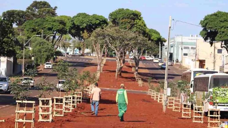 Ivaiporã implanta novo projeto de arborização no centro da cidade