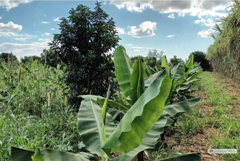 Lucro com produção de banana supera renda com a soja em Novo Itacolomi