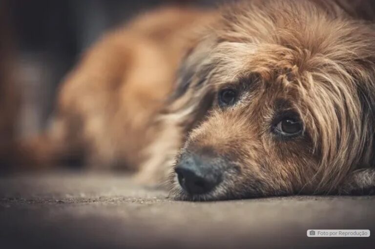 Mulher é acusada de envenenar cães e ofender vizinha em Califórnia