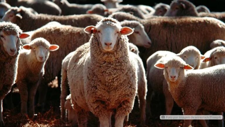 Ovelhas prenhas são furtadas em propriedade rural de Borrazópolis