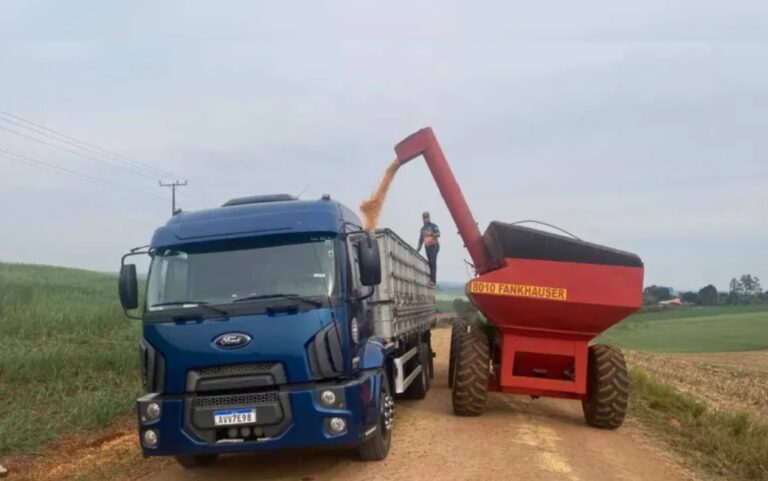 Falta de chuvas causa prejuízos na produção de trigo e milho