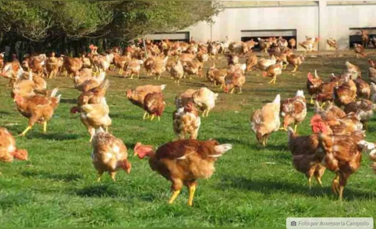 Produção de frango e ovo caipira ganha espaço no Vale do Ivaí