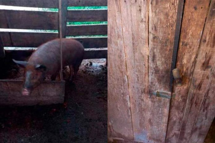 RIO BOM – Porco é furtado de propriedade rural