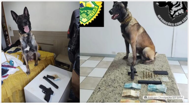 Cão da PM localiza pistola, munição e R$3,5 mil em dinheiro em Cambira