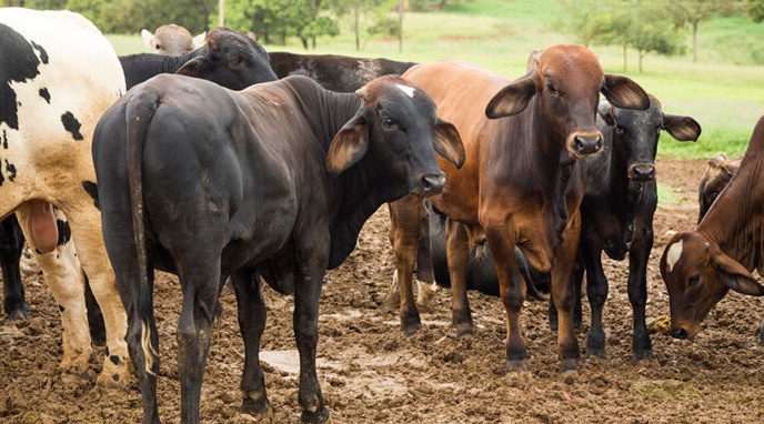 Ladrões Furtam Vaca Após Abatê-la em Sítio no Distrito Marisa, em São Pedro do Ivaí