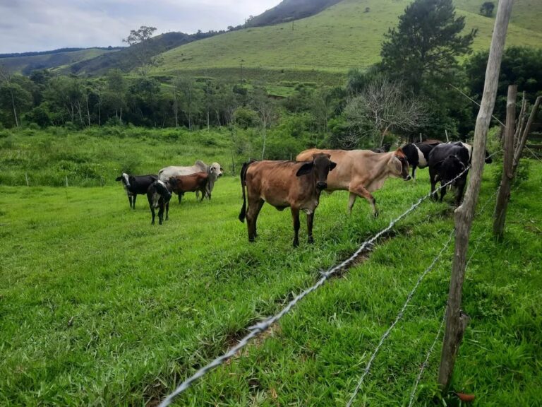 Furto de Gado é Registrado em São Pedro do Ivaí: Produtor Denuncia Perda de 20 Cabeças de Gado Nelore