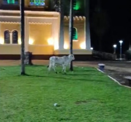 Bezerro passeia em avenida e praça de Jandaia