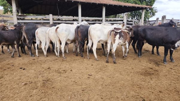 Proprietário enfrenta ladrões e impede furto de gado em Marumbi