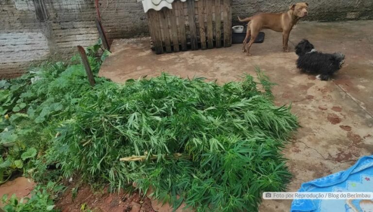 Cultivo ilegal de maconha é descoberto em propriedade em Cambira