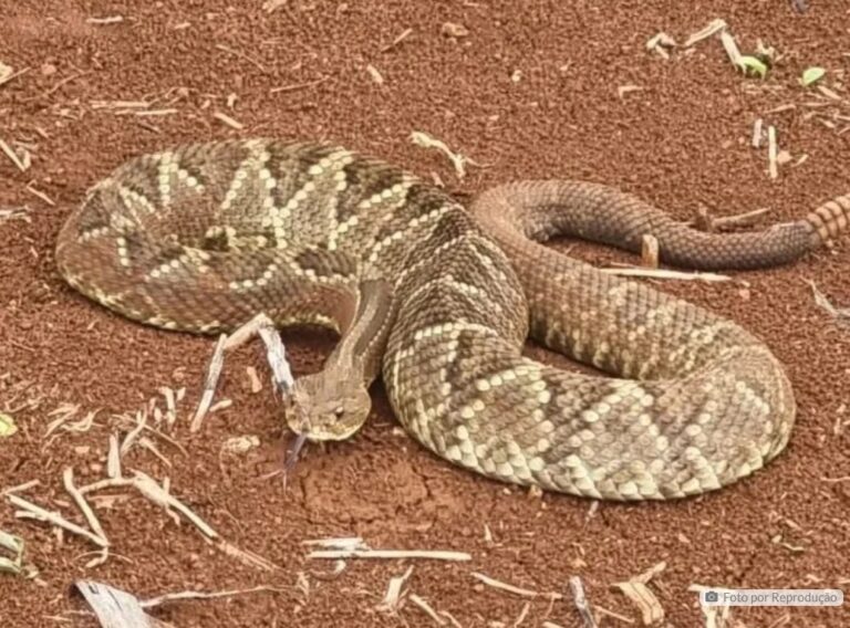 Cascavel assusta proprietário rural ao aparecer em chiqueiro de porcos