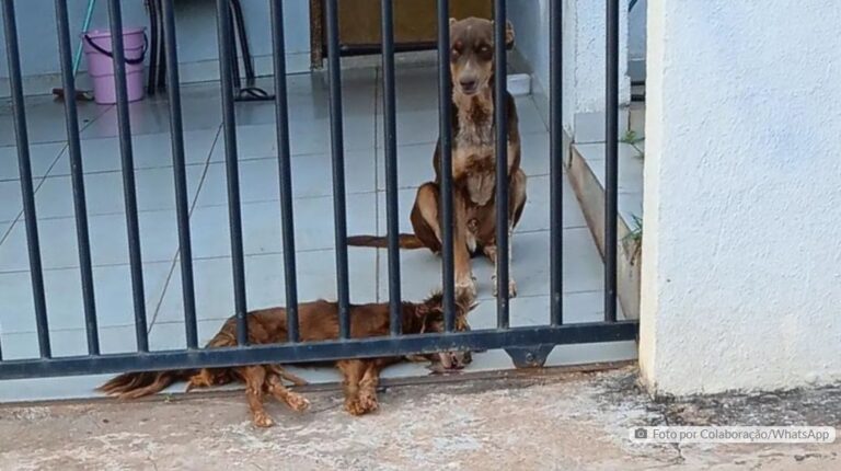 Moradora denuncia morte de cães por envenenamento em Cambira